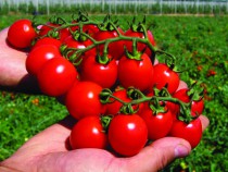 В России хватит своих огурцов и томатов