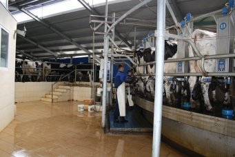 Практика молочного животноводства - Ярославский вестник